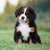 Blue Buffalo Life Protection Formula Natural Puppy Large Breed Dry Dog Food with Chicken and Brown Rice - 4 of 4