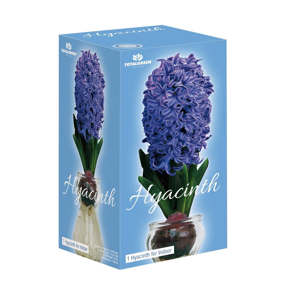 Photos - Garden & Outdoor Decoration Fragrant Blue Hyacinth Bulb with Forcing Vase - National Plant Network