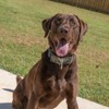 Country Brook Petz HossFit Jr Wide Martingale Dog Collar - Camouflage Collection - 2 of 4