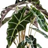 Live 6"  Alocasia Polly Houseplant in Grower Pot - 3 of 3