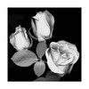 Trademark Fine Art -Susan S. Barmon 'Three Roses Black And White' Canvas Art - 2 of 3