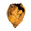 Vickerman Cacho Pods, Dried - 3 of 4