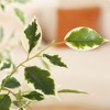 DR.Planzen 5-7FT Artificial Ficus Tree with Oval White Planter, Pre Potted Faux Greenry Plant with White Side Leaves for Home Decor - 3 of 4