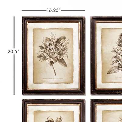 Set of 6 Vintage Botanical Framed Prints with Black and Gold Accents