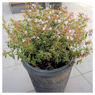 Abelia 'Francis Mason' 1pc - National Plant Network U.S.D.A Hardiness Zone 6-9 - 2.25 Gallon