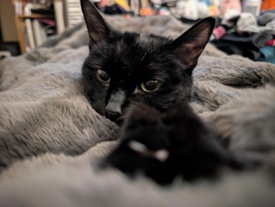 Guest review image 1 of 1, zoom in