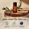 Gya Labs Australian Tea Tree Essential Oil for Skin - 0.34 Fl Oz - 100% Pure Natural Melaleuca Tea Tree Oil for Hair - 2 of 4