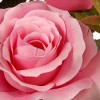 10" Articiail Potted Pink Rose Flowers - National Tree Company - 3 of 4