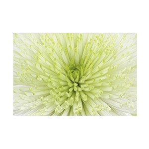Trademark Fine Art - Cora Niele Lime Light Spider Mum Matted Framed Art - 1 of 4
