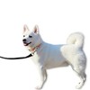 Unique Bargains Training Dog Leash 65.6ft Black 1 Pc - 2 of 4