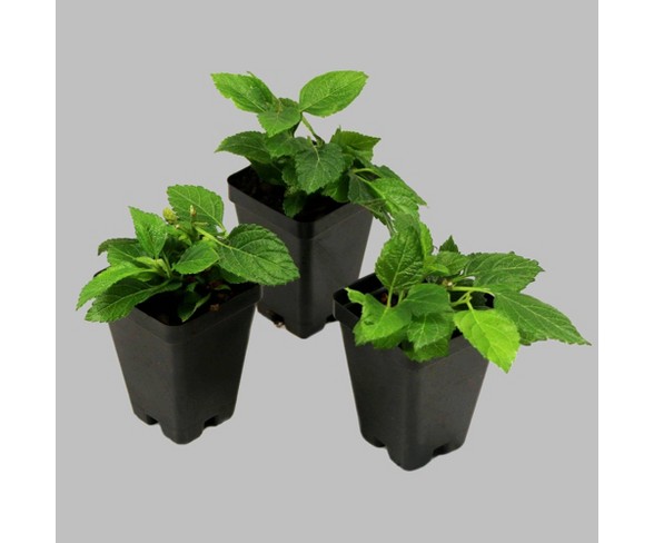 4pc Lantana Lucky Red - Cottage Hill