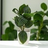 Unique Bargains Artificial Plants Watermelon Leaf Plant Plastic 2.64"x2.64"x8.66" 1 Pc - 2 of 4