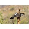 Trends International The Comedy Wildlife Photography Awards: Wendy Kaveney - That Wasn't Here Yesterday Unframed Wall Poster Prints - 4 of 4