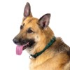 Country Brook Design Martingale Heavyduty Nylon Dog Collar - 3 of 4