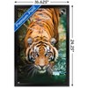 Trends International Tiger - Water Framed Wall Poster Prints - 3 of 4