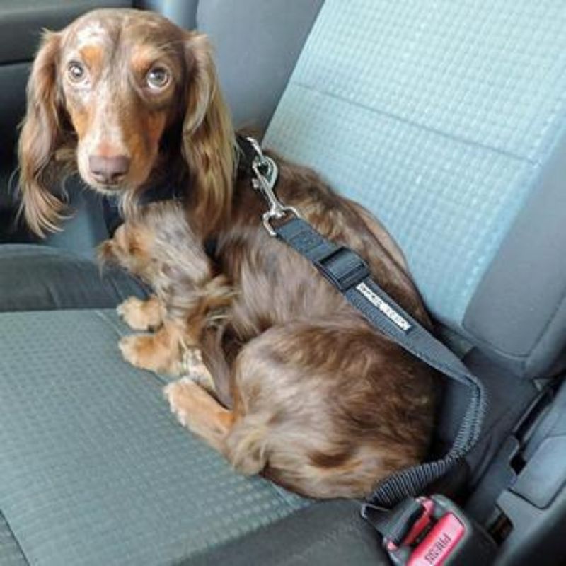Doggie Design Dog Seat Belt Leash Strap, 2 of 4