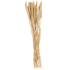 20'' x 1'' Dried Plant Bunny Tail Natural Foliage with Long Stems White - Olivia & May: Elegant Home Accent - 1 of 4