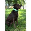 Country Brook Petz 1 1/2 Inch Martingale Dog Collar - Summer Breeze Collection - 3 of 4