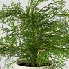 Large Asparagus Artificial Fern Leaf in Pot - Threshold™ - image 3 of 4
