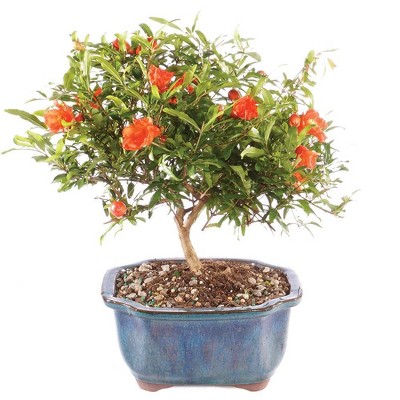 Small Pomegranate Outdoor Live Plant - Brussel's Bonsai
