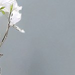 rustic brown and black