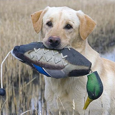 Dead Duck Dummy Dog Trainer Hunting Toy, Teaches Mallard and Waterfowl Game Retrieval