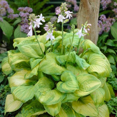 3ct Hosta Guacamole Roots - Van Zyverden