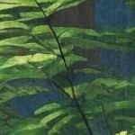 clear push pins bundle