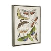 Stupell Industries Mixed Insects Moth Latin Studies Black Floater Framed Canvas Wall Art - 3 of 4