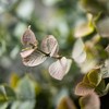 Sullivans Artificial 13" Eucalyptus Bush Set of 3 - 2 of 3