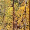 Yosemite Home Decor "Woodlands Glass/Wood Photographic Art in Multi-Color - 4 of 4
