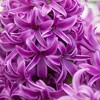 Van Zyverden 10ct Bulbs Hyacinth Purple Sensation - 3 of 4