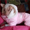 Ruffin It Dog Snowsuit Harness - Pink - 4 of 4