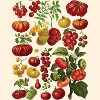 New York Puzzle Company Tomatoes 500 Piece Puzzle - 3 of 4
