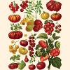 New York Puzzle Company Tomatoes 500 Piece Puzzle - image 3 of 4