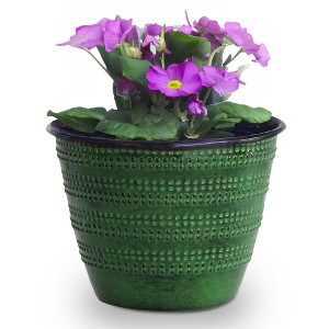 jade plant in a pot Jade Plant