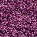 eggplant purple