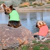 Doggie Design 100% Cotton Dog Tank - Coral - 3 of 3