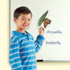 Learning Resources Giant Magnetic Butterfly Life Cycle - image 3 of 4