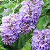 Van Zyverden 4" Wisteria Amethyst Falls Potted Rocketliners - 2 of 4