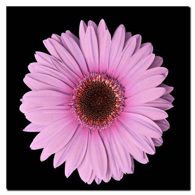 14" x 14" Pink Gerber Daisy by Anonymous - Trademark Fine Art