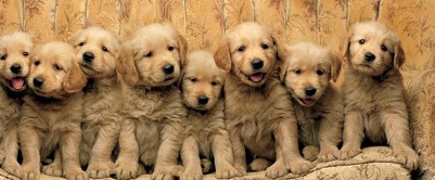 clear push pins bundle