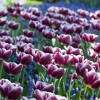 Set of 12  Arabian Mystery Tulip Bulbs - Van Zyverden - 2 of 4
