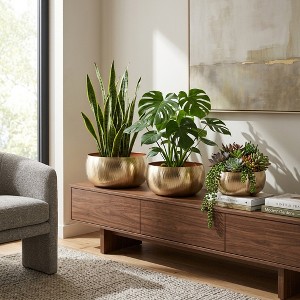 banana hanging plant Hanging String of Bananas Succulent – Dahing Plants
