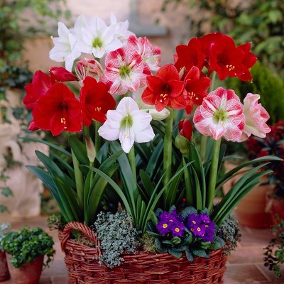 Amaryllis Mixed for Indoor Potting - Set of 5 Bulbs - Van Zyverden