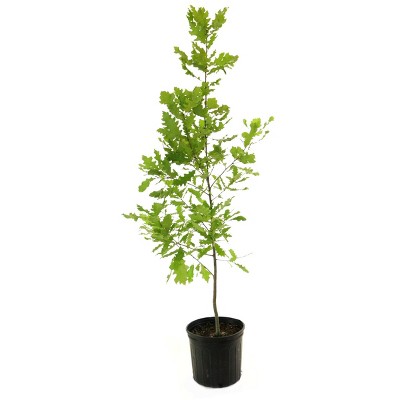 2.25gal Shumard Oak Tree - National Plant Network