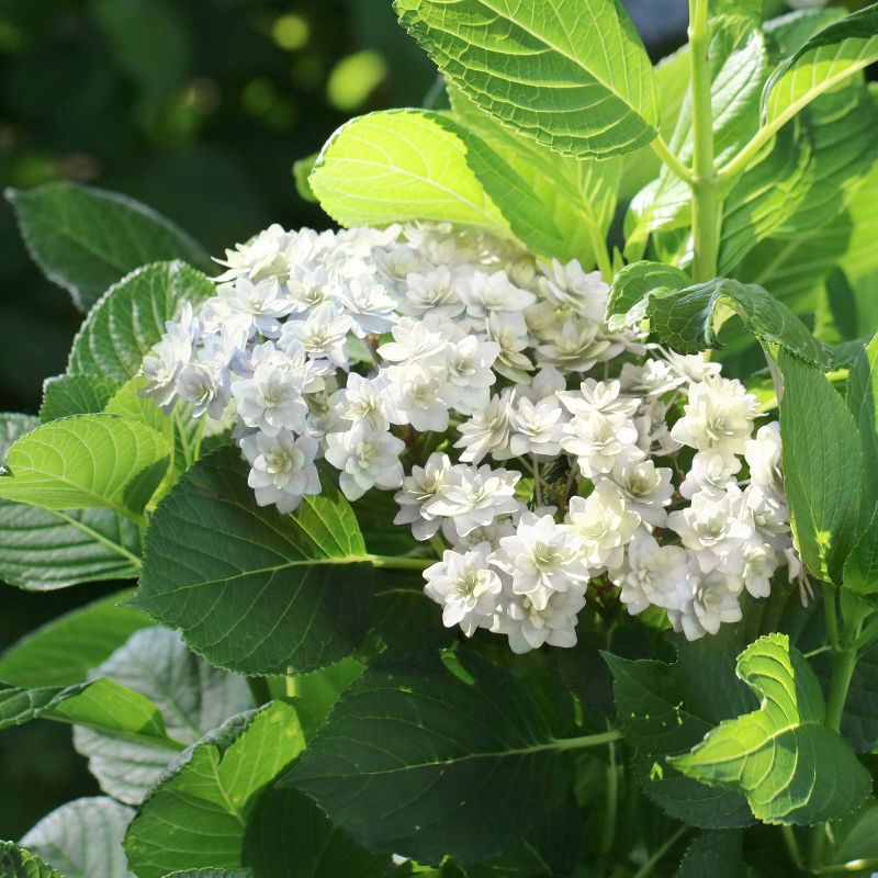 3pc Hydrangea Wedding Gown - National Plant Network, 5 of 6