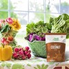 Health Garden, Organic Coconut Sugar, 16 oz - 4 of 4