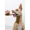 PupCup! Light Whipping Cream - 4 of 4