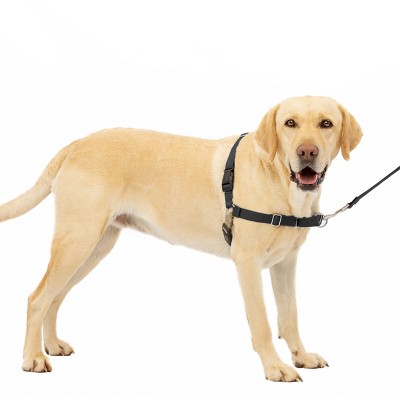 dog body harness